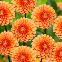 Dahlia Flower seeds for Planting - Seasonal Bloomer, Heirloom & GMO Free Seeds for Home Garden