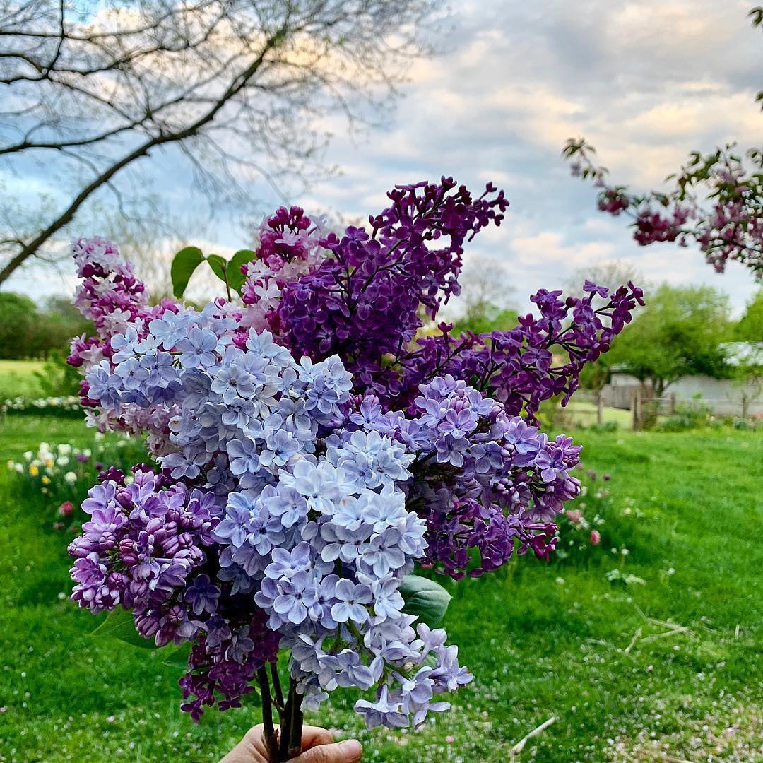 Lilac Flower seeds for Planting - Compact Growth, Heirloom & GMO Free Seeds for Home Garden