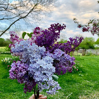 Lilac Flower seeds for Planting - Compact Growth, Heirloom & GMO Free Seeds for Home Garden