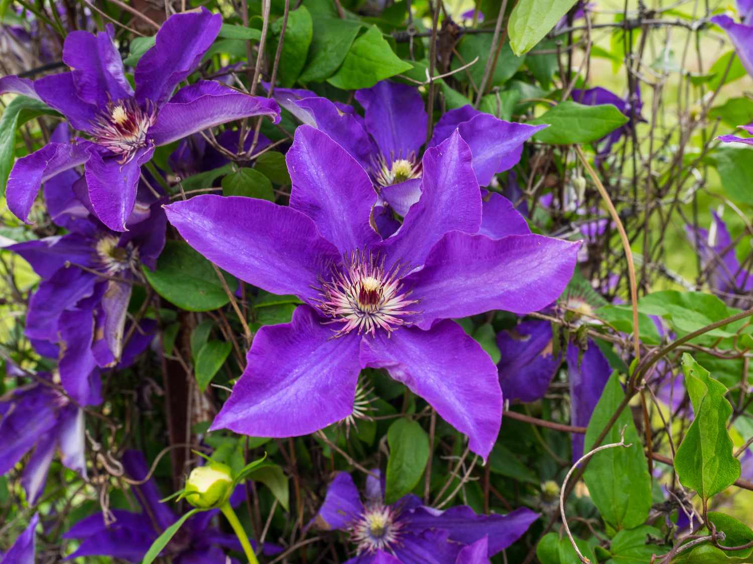 Deep Purple Clematis Flower seeds for Planting - Cottage Garden Essential, Heirloom & GMO Free Seeds for Home Garden