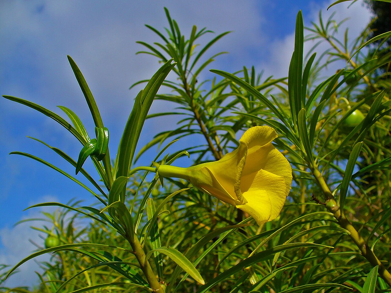 Thevetia Peruviana Flower Seeds for Planting  Vibrant Tropical Blooms
