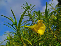 Thevetia Peruviana Flower Seeds for Planting  Vibrant Tropical Blooms