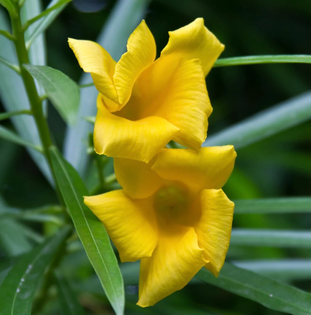 Thevetia Peruviana Flower Seeds for Planting  Vibrant Tropical Blooms