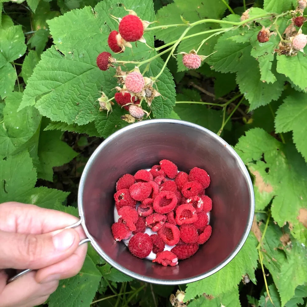Thimbleberry Rubus Seeds for Easy Planting