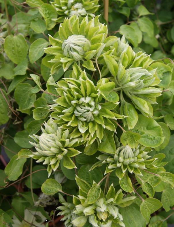Green Clematis Flower seeds for Planting Vibrant Colors Heirloom & GMO Free Seeds for Home Garden