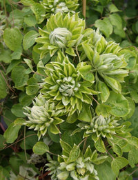 Green Clematis Flower seeds for Planting Vibrant Colors Heirloom & GMO Free Seeds for Home Garden