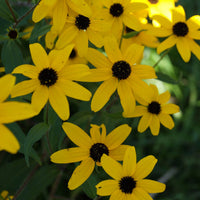 Rudbeckia Triloba Seeds for Planting  Vibrant Flower Seeds for Your Garden