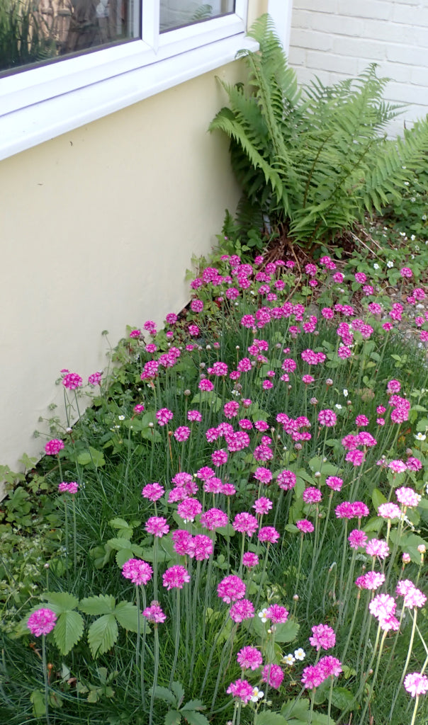 Light Pink Mini Violet Flower Seeds for Planting Seasonal Bloomer Heirloom & GMO Free Seeds for Home Garden
 
 Sale