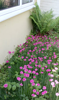 Light Pink Mini Violet Flower Seeds for Planting Seasonal Bloomer Heirloom & GMO Free Seeds for Home Garden
 
 Sale