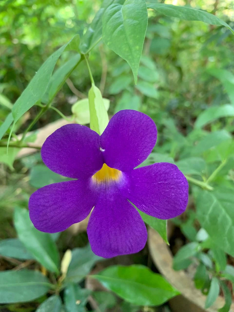 Thunbergia Flower Seeds for Vibrant Garden Planting