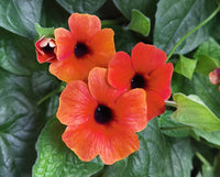 Orange Thunbergia Flower seeds for Planting - Hardy Variety, Heirloom & GMO Free Seeds for Home Garden