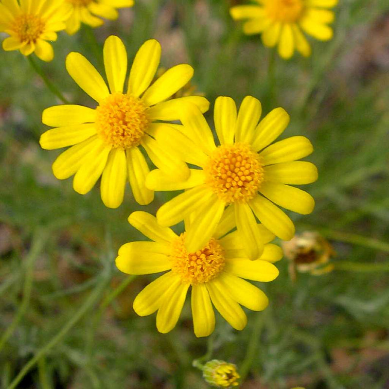 Yellow Thymophylla Flower seeds for Planting - Sun Loving, Heirloom & GMO Free Seeds for Home Garden
