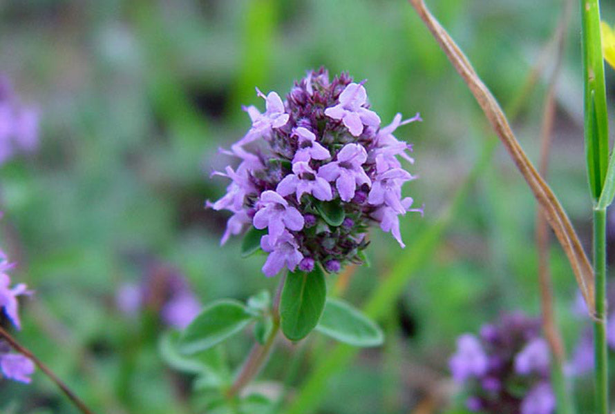 Violet Serpyllum Flower seeds for Planting - Cut Flower Favorite, Heirloom & GMO Free Seeds for Home Garden