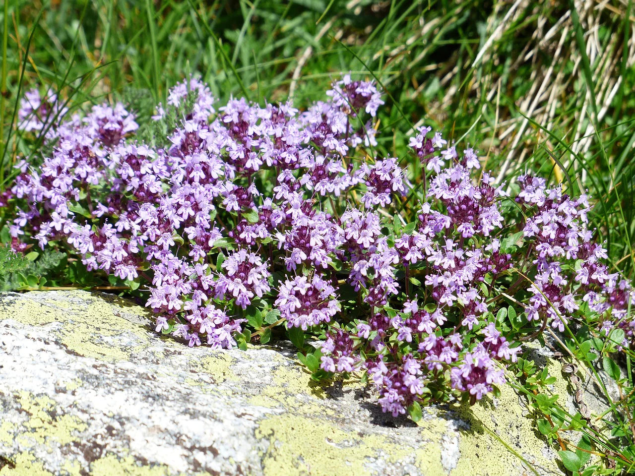 Creeping Thyme Thymus serpyllum Seeds for Planting in Flower Bed and Herb Garden