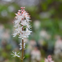 White Tiarella Wherryi Flower seeds for Planting - Low Maintenance, Heirloom & GMO Free Seeds for Home Garden