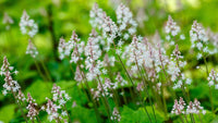 White Tiarella Trifoliata Flower seeds for Planting - Colorful Display, Heirloom & GMO Free Seeds for Home Garden