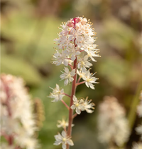 White Tiarella Wherryi Flower seeds for Planting - Low Maintenance, Heirloom & GMO Free Seeds for Home Garden