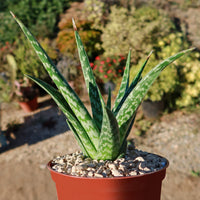 Green Aloe Variegata for Planting - Vibrant Colors, Heirloom & GMO Free Seeds for Home Garden