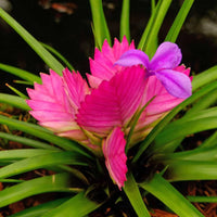 Tillandsia Cyanea Bonsai Flower seeds for Planting Fragrant Blossoms Heirloom & GMO Free Seeds for Home Garden