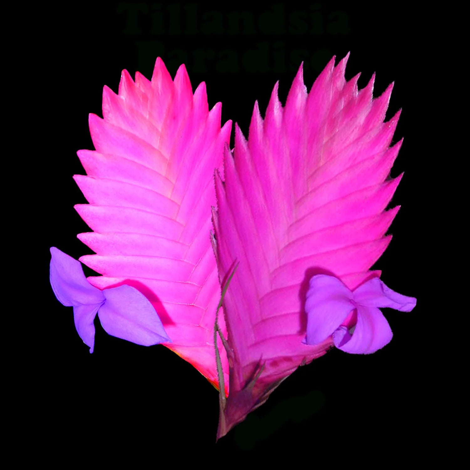 Tillandsia Cyanea Flower seeds for Planting Long Bloom Season Heirloom & GMO Free Seeds for Home Garden