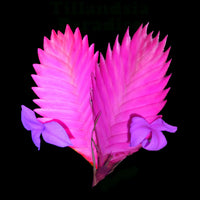 Tillandsia Cyanea Flower seeds for Planting Long Bloom Season Heirloom & GMO Free Seeds for Home Garden