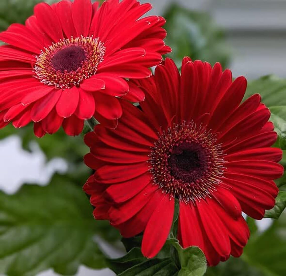 Gerbera Flower seeds for Planting - Premium Quality, Heirloom & GMO Free Seeds for Home Garden