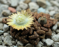 Sea Green Titanopsis Hugo-Schlechteri Flower seeds for Planting - Garden Favorite, Heirloom & GMO Free Seeds for Home Garden