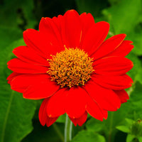 Mexican (Mexican SunFlower) seeds for planting in home garden