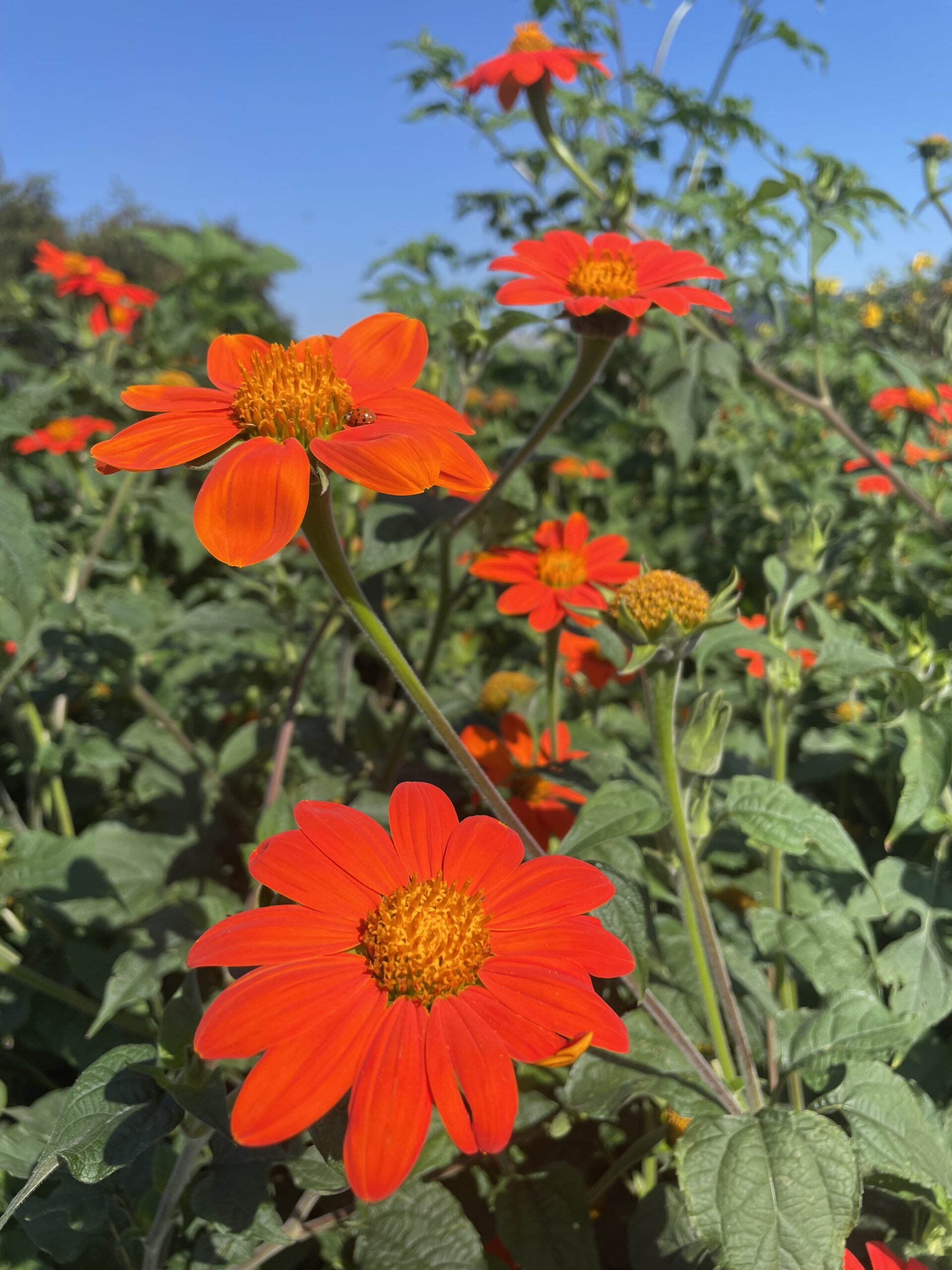 Orange Tithonia Flower seeds for Planting - Seasonal Bloomer, Heirloom & GMO Free Seeds for Home Garden