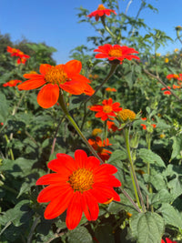 Orange Tithonia Flower seeds for Planting - Seasonal Bloomer, Heirloom & GMO Free Seeds for Home Garden