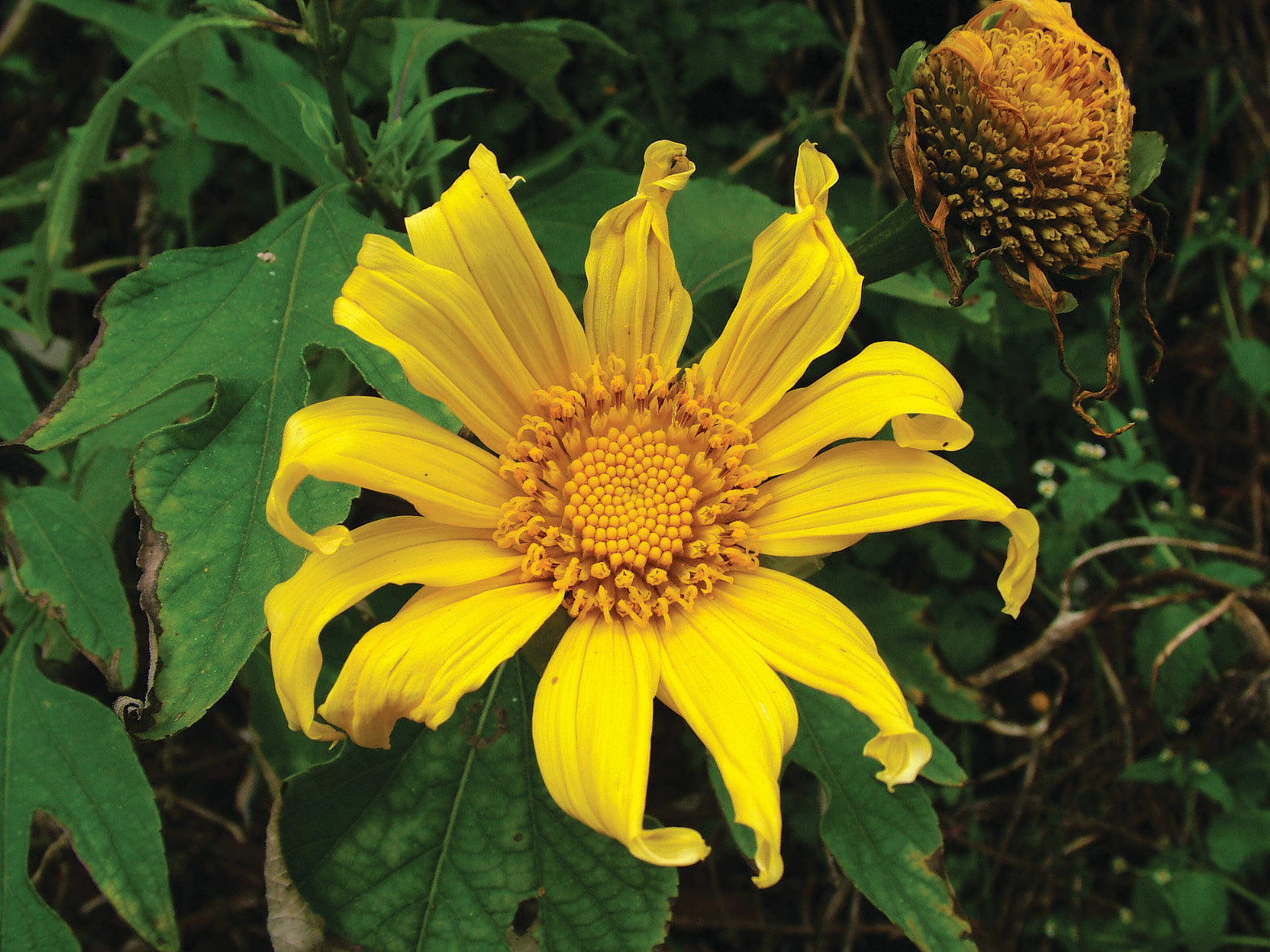 Tithonia Diversifolia Flower seeds for Planting - Garden Favorite, Heirloom & GMO Free Seeds for Home Garden