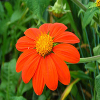 Tithonia Flower seeds for Planting Cottage Garden Essential Heirloom & GMO Free Seeds for Home Garden 
 
 Sale