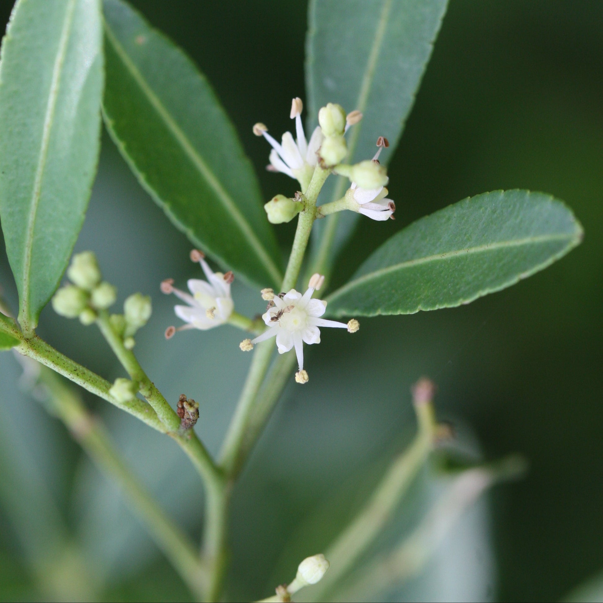 Green Toddalia Flower seeds for Planting - Sun Loving, Heirloom & GMO Free Seeds for Home Garden