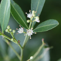 Green Toddalia Flower seeds for Planting - Sun Loving, Heirloom & GMO Free Seeds for Home Garden