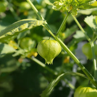 Pineapple Tomatillo Seeds for Rare Yellow Fruits, Eastern European Variety