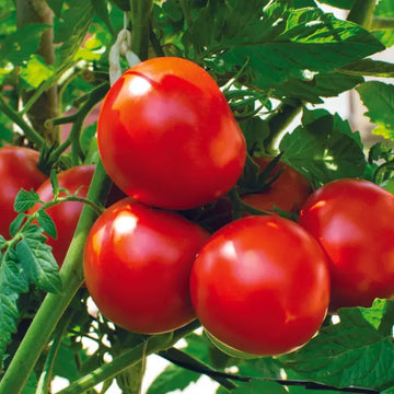 Mix Tomato Vegetable for Planting Seeds