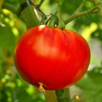 Red Vegetable Tomato Seeds for Planting