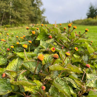 Spilanthes Oleracea Flower seeds for Planting Sun Loving Heirloom & GMO Free Seeds for Home Garden