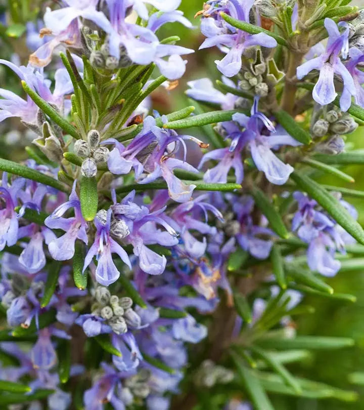 Rosemary Flower Flower seeds for Planting - Low Maintenance, Heirloom & GMO Free Seeds for Home Garden