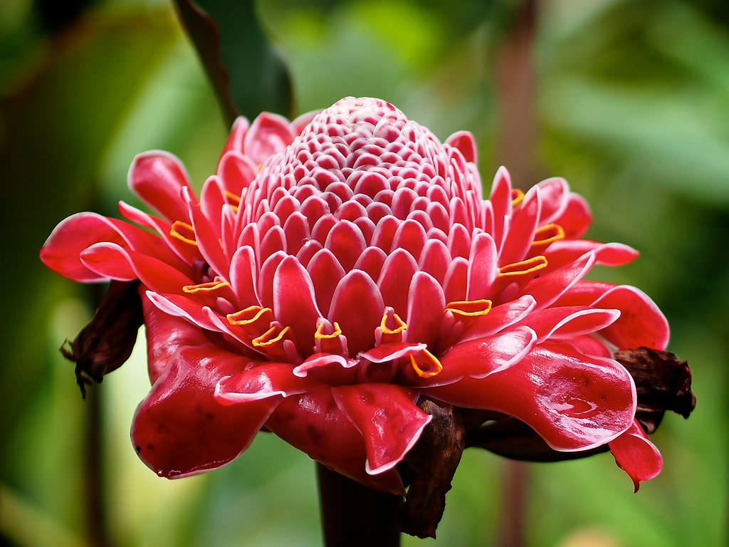 Torch Ginger Flower seeds for Planting Fragrant Blossoms Heirloom & GMO Free Seeds for Home Garden 
 
 Sale