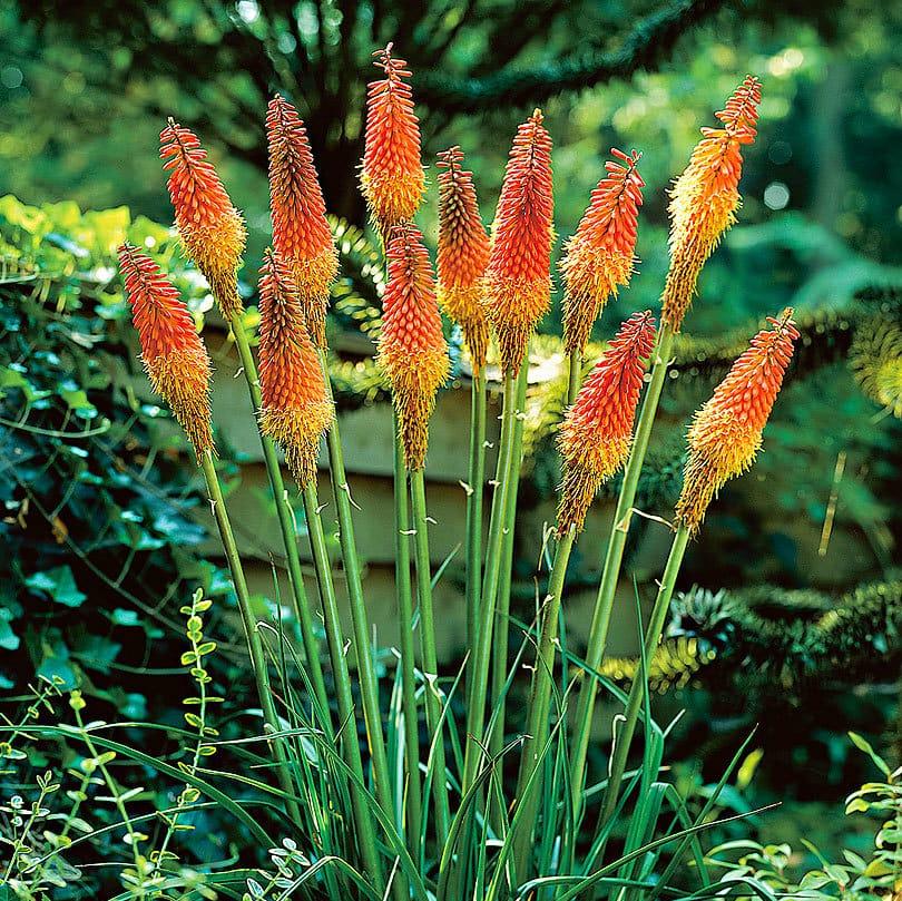Red Yellow Kniphofia Flower seeds for Planting - Long Bloom Season, Heirloom & GMO Free Seeds for Home Garden