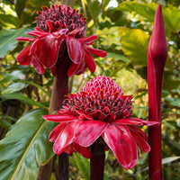 Ginger Flower seeds for Planting Compact Growth Heirloom & GMO Free Seeds for Home Garden 
 
 Sale