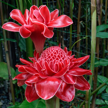 Ginger Etlingera Elatior Flower seeds for Planting Compact Growth Heirloom & GMO Free Seeds for Home Garden