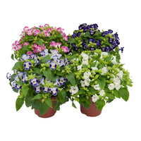 Mixed Torenia Flower seeds for Planting - Fragrant Blossoms, Heirloom & GMO Free Seeds for Home Garden