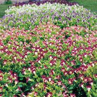 Mixed Wishbone Flower seeds for Planting - Cottage Garden Essential, Heirloom & GMO Free Seeds for Home Garden