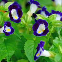 Torenia Wishbone Flower seeds for Planting Vibrant Colors Heirloom & GMO Free Seeds for Home Garden