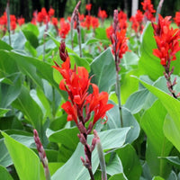 Canna Flower seeds for Planting - Perfect for Borders, Heirloom & GMO Free Seeds for Home Garden