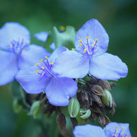 Mixed Tradescantia Spiderwort Flower seeds for Planting - Seasonal Bloomer, Heirloom & GMO Free Seeds for Home Garden