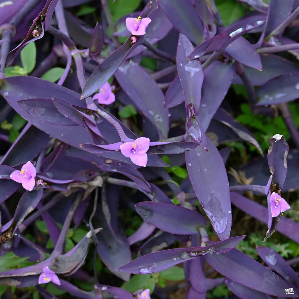 Tradescantia Pallida Flower seeds for Planting - Colorful Display, Heirloom & GMO Free Seeds for Home Garden