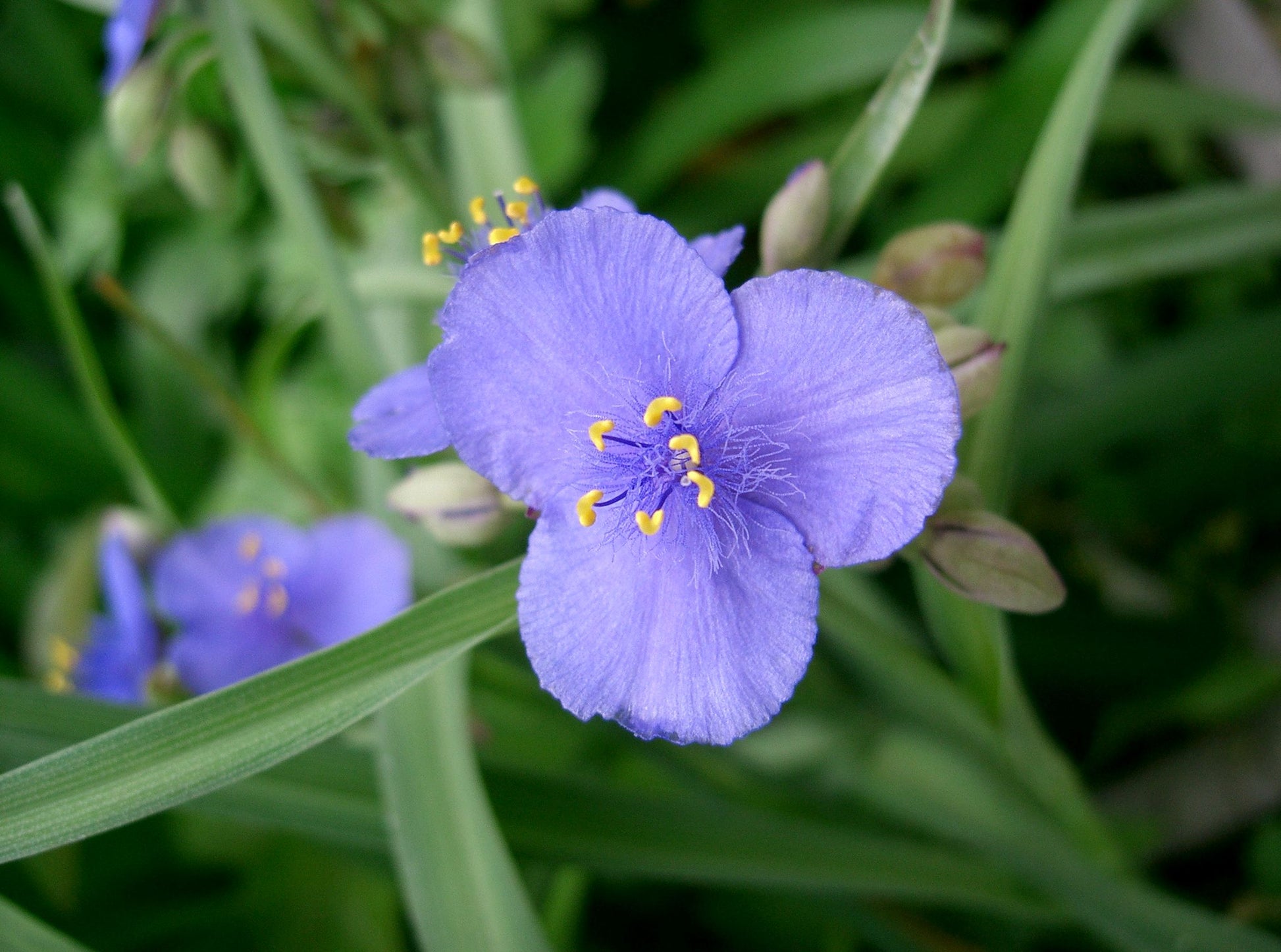 Tradescantia Spiderwort Flower seeds for Planting Bright Blooms Heirloom & GMO Free Seeds for Home Garden